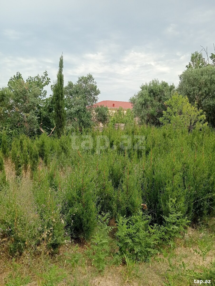 29 sot torpaq sahəsi, Novxanı qəs. (35)