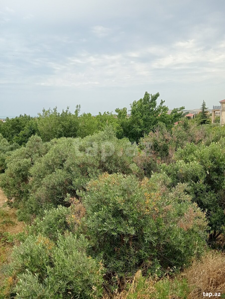 29 sot torpaq sahəsi, Novxanı qəs. (37)