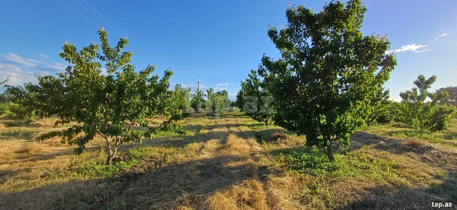 66 sot torpaq sahəsi, Quba-Xaçmaz yolu (5)
