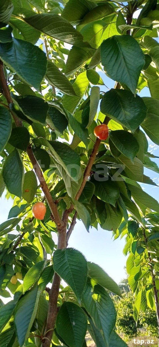 66 sot torpaq sahəsi, Quba-Xaçmaz yolu (6)