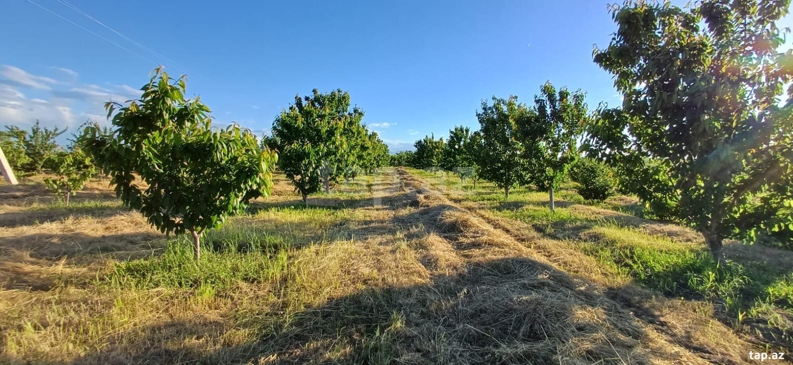 66 sot torpaq sahəsi, Quba-Xaçmaz yolu (8)