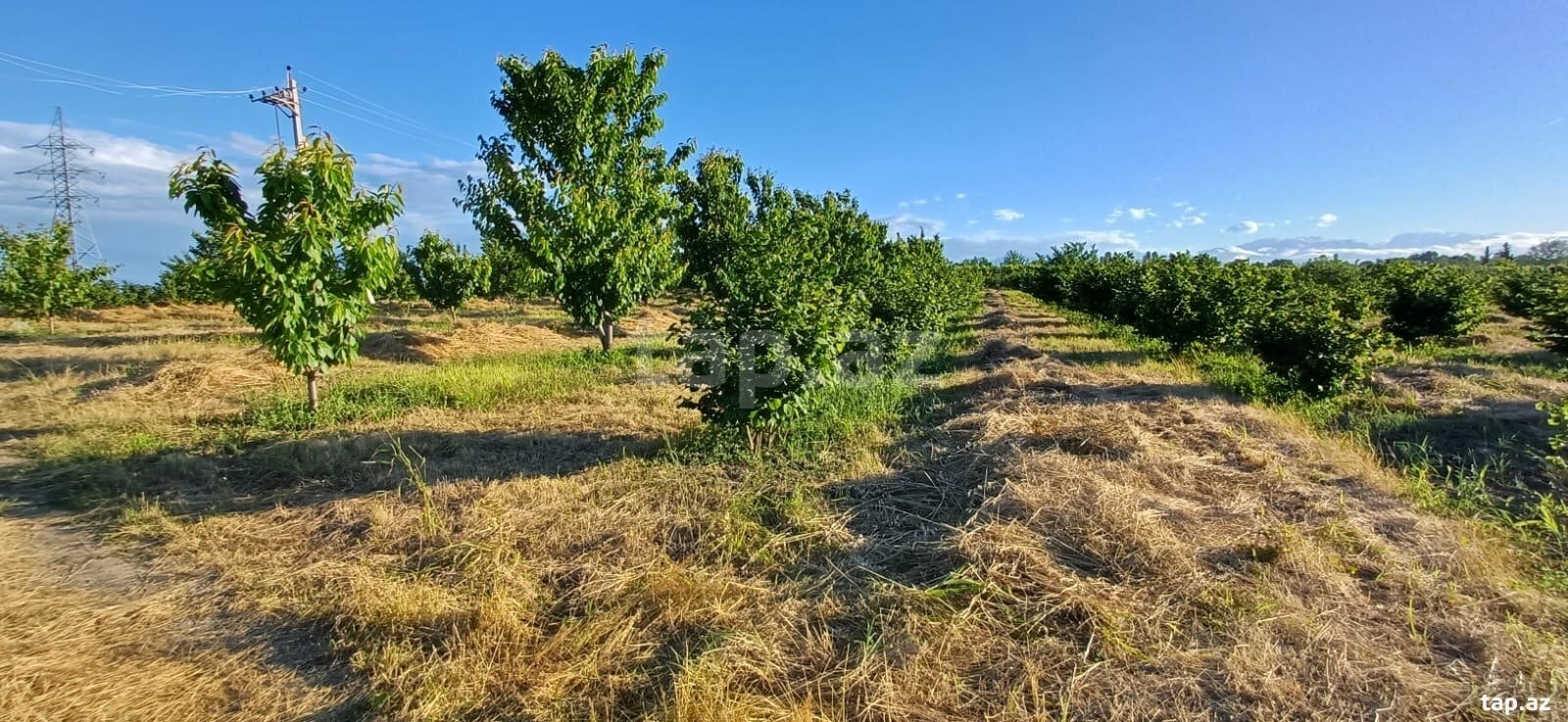 66 sot torpaq sahəsi, Quba-Xaçmaz yolu (3)