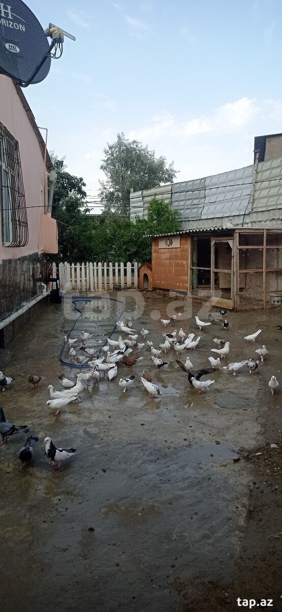 Həyət evi, Sabunçu r. (18)