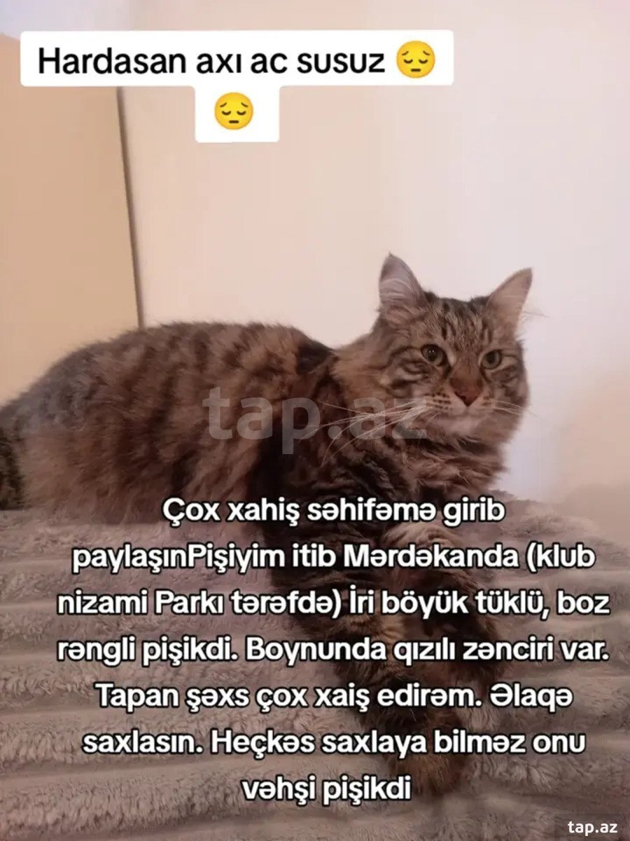Sibir pişiyi itib (3)