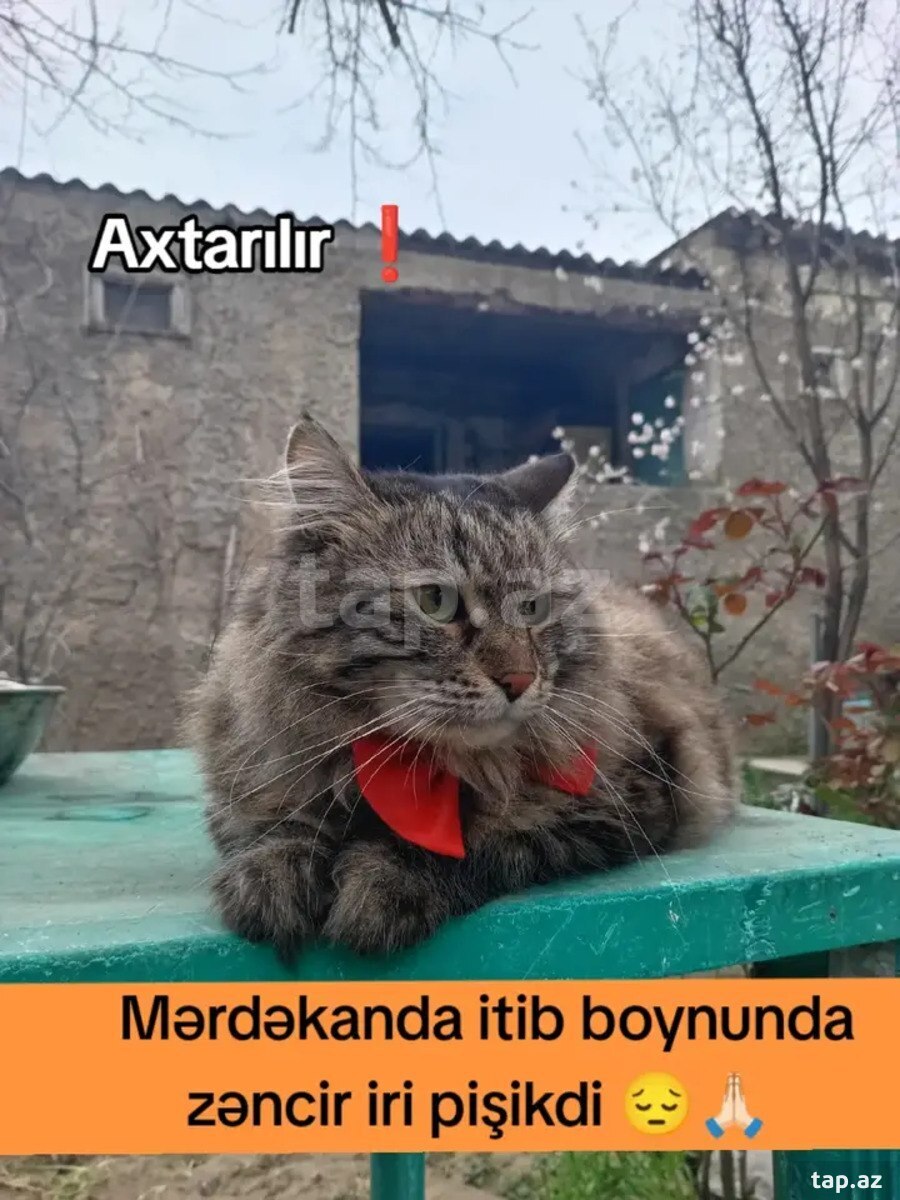 Sibir pişiyi itib