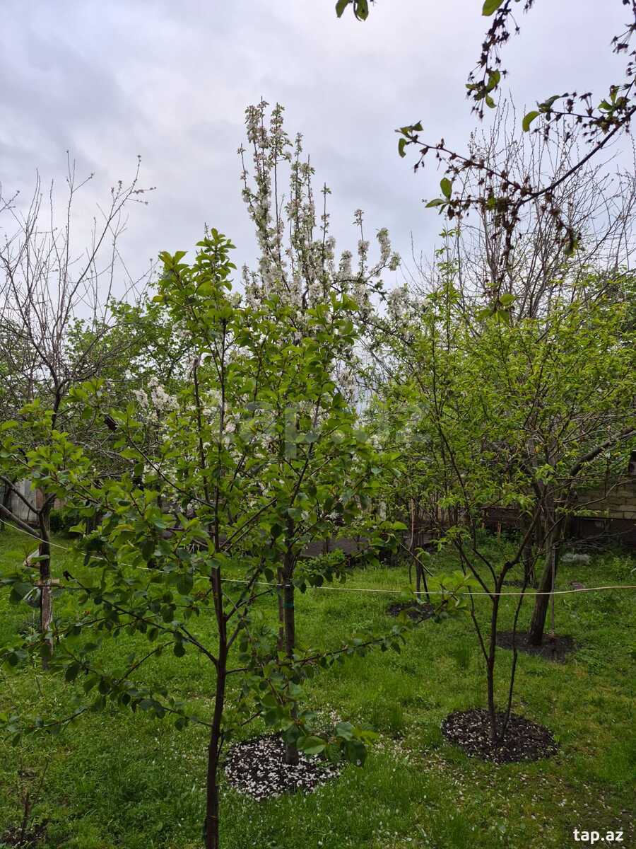 4 sot torpaq sahəsi, Qəbələ r. (5)