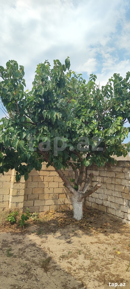 Bağ evi, Pirşağı qəs. (7)