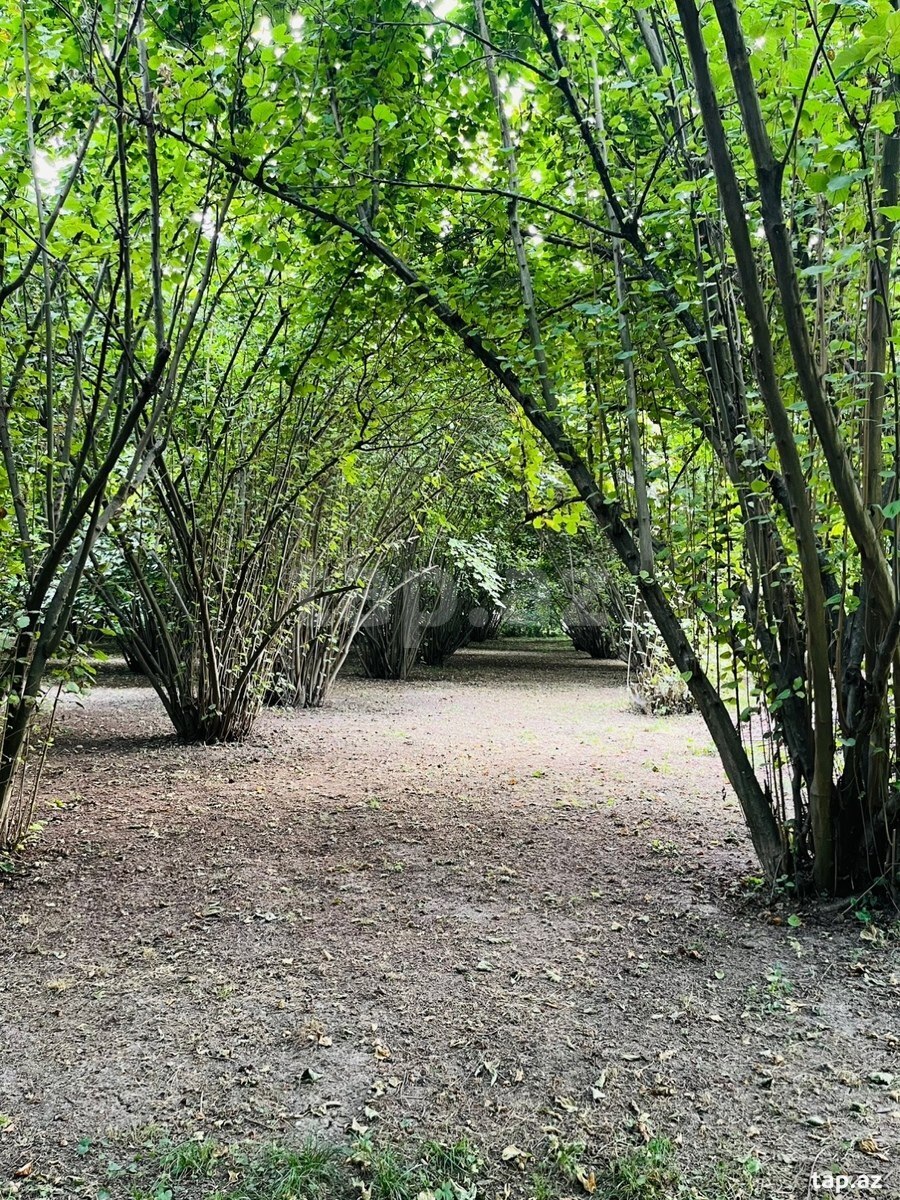 Bağ evi, Şəki r.