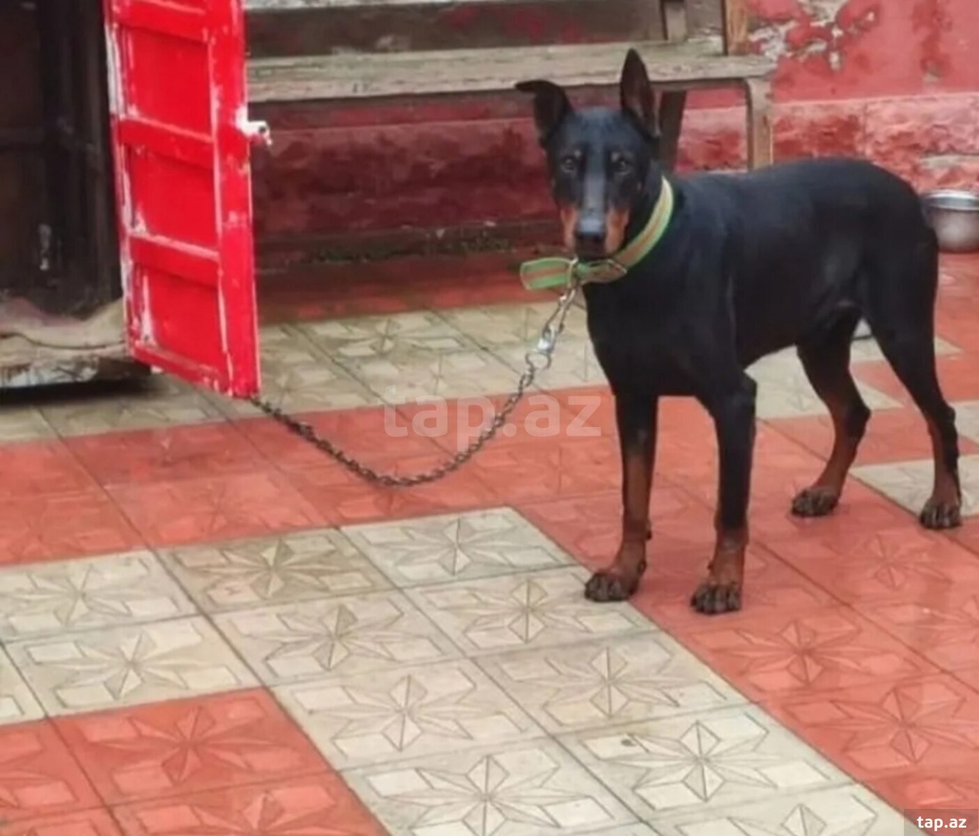 Doberman 