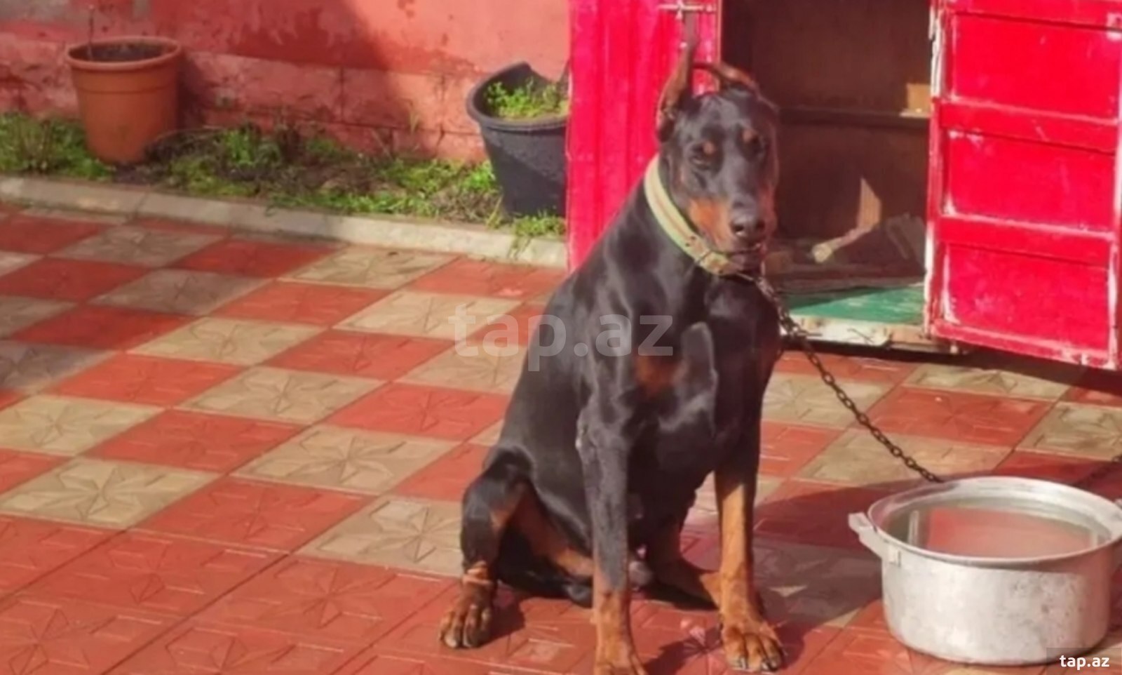 Doberman  (2)