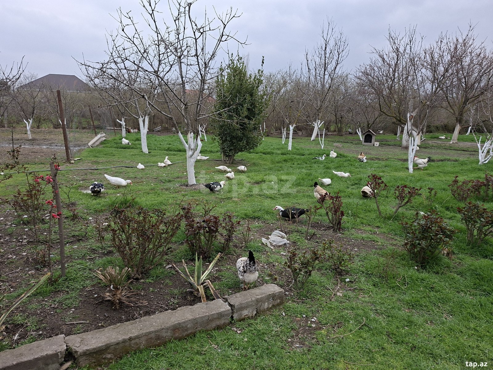 Həyət evi, Xaçmaz r. (6)