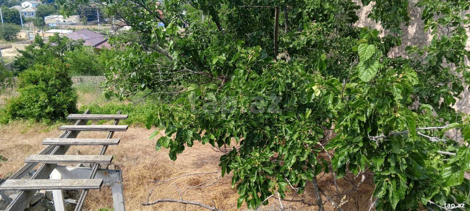 16.5 sot torpaq sahəsi, Görədil qəs. (7)