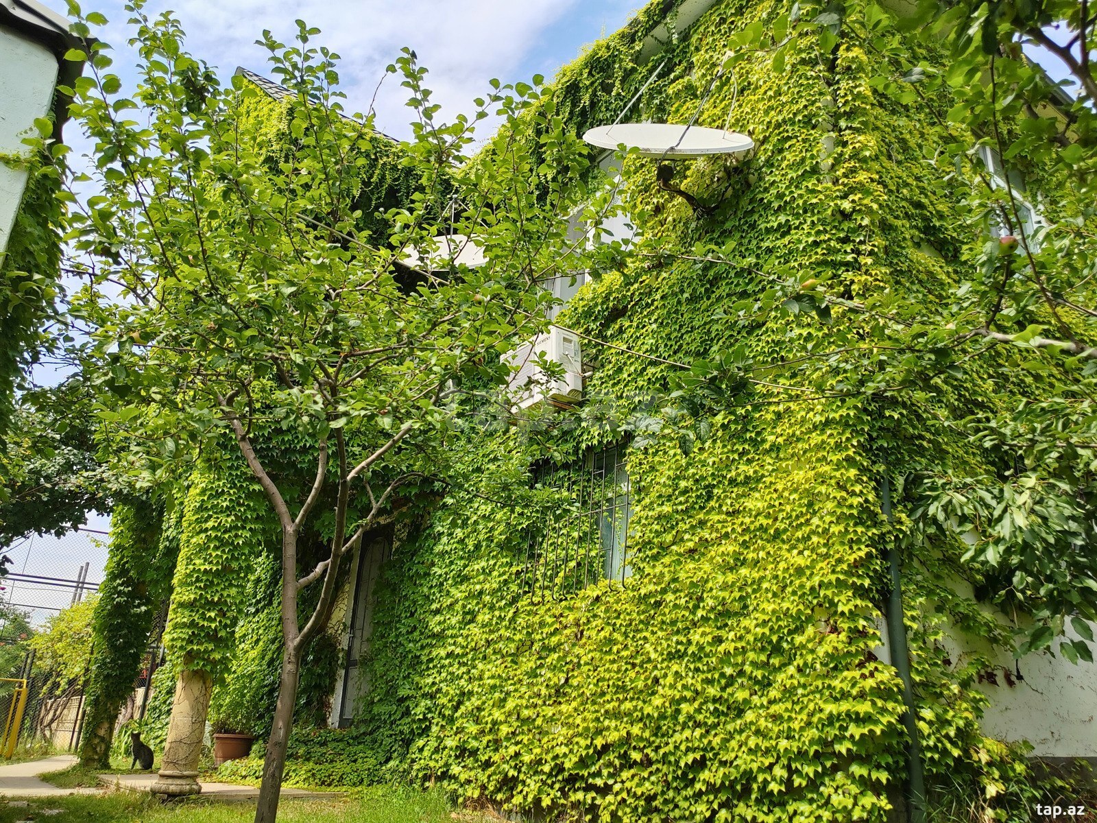 Həyət evi kirayə verilir, İsmayıllı r. (4)