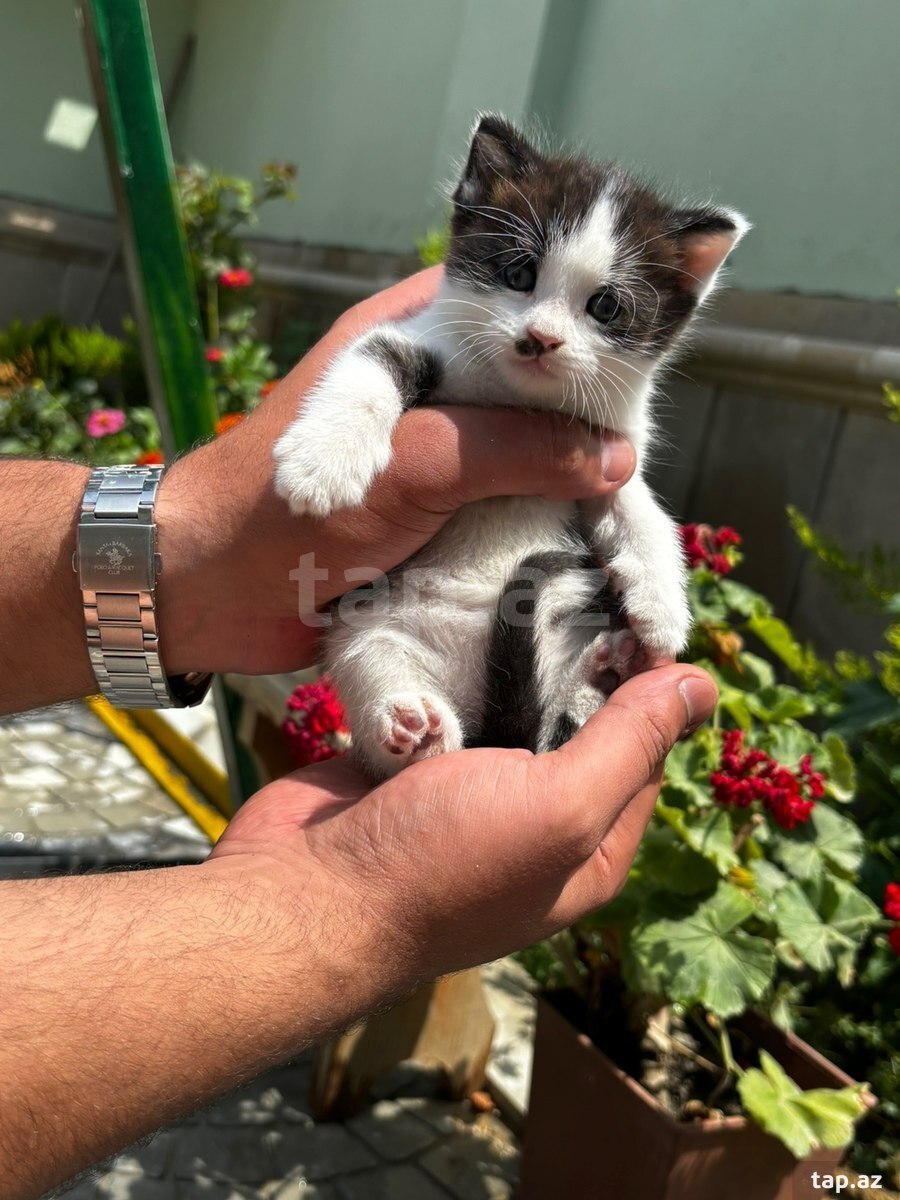 Britan pişiyi balaları (36)