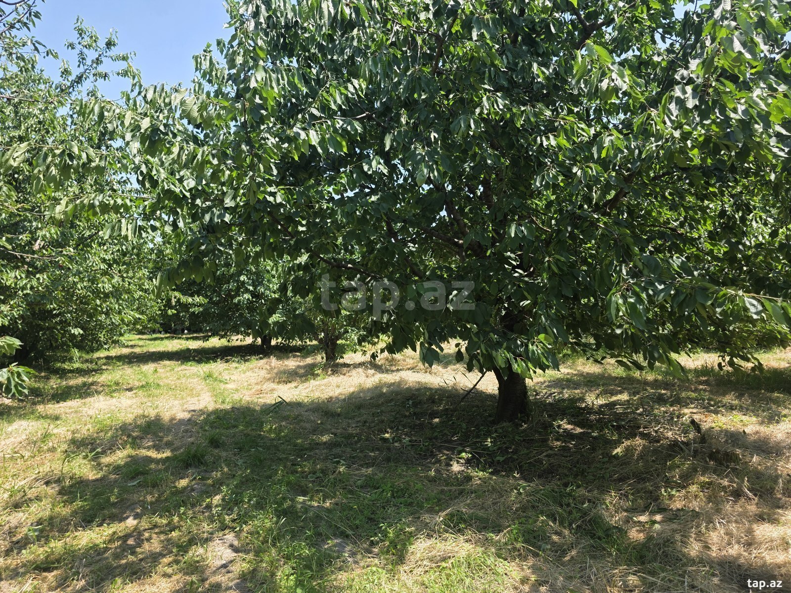 82 sot torpaq sahəsi, Xaçmaz r. (4)