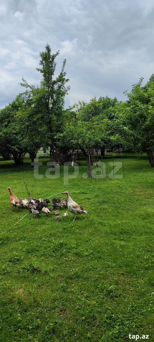 10 sot torpaq sahəsi, Topçu kəndi (3)