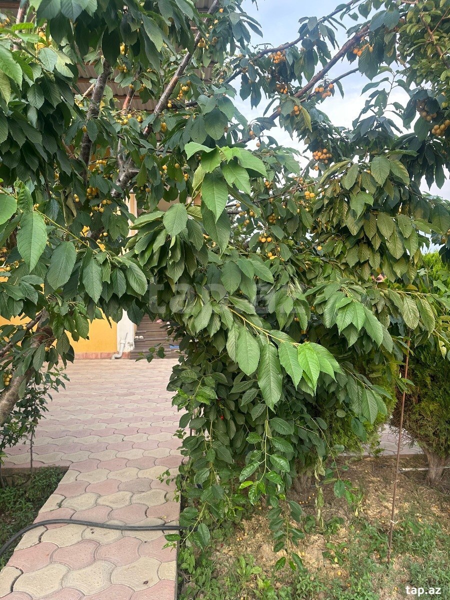 Həyət evi, Mehdiabad qəs. (5)