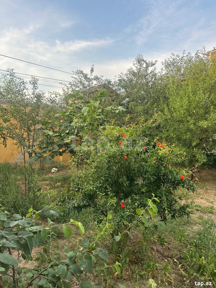 Həyət evi, Mehdiabad qəs. (8)