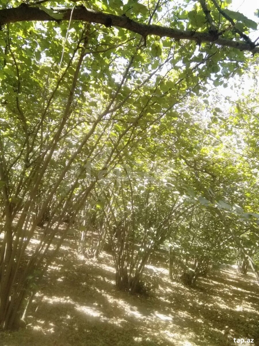 Həyət evi, Xaçmaz r, Müşfiq kəndi (8)