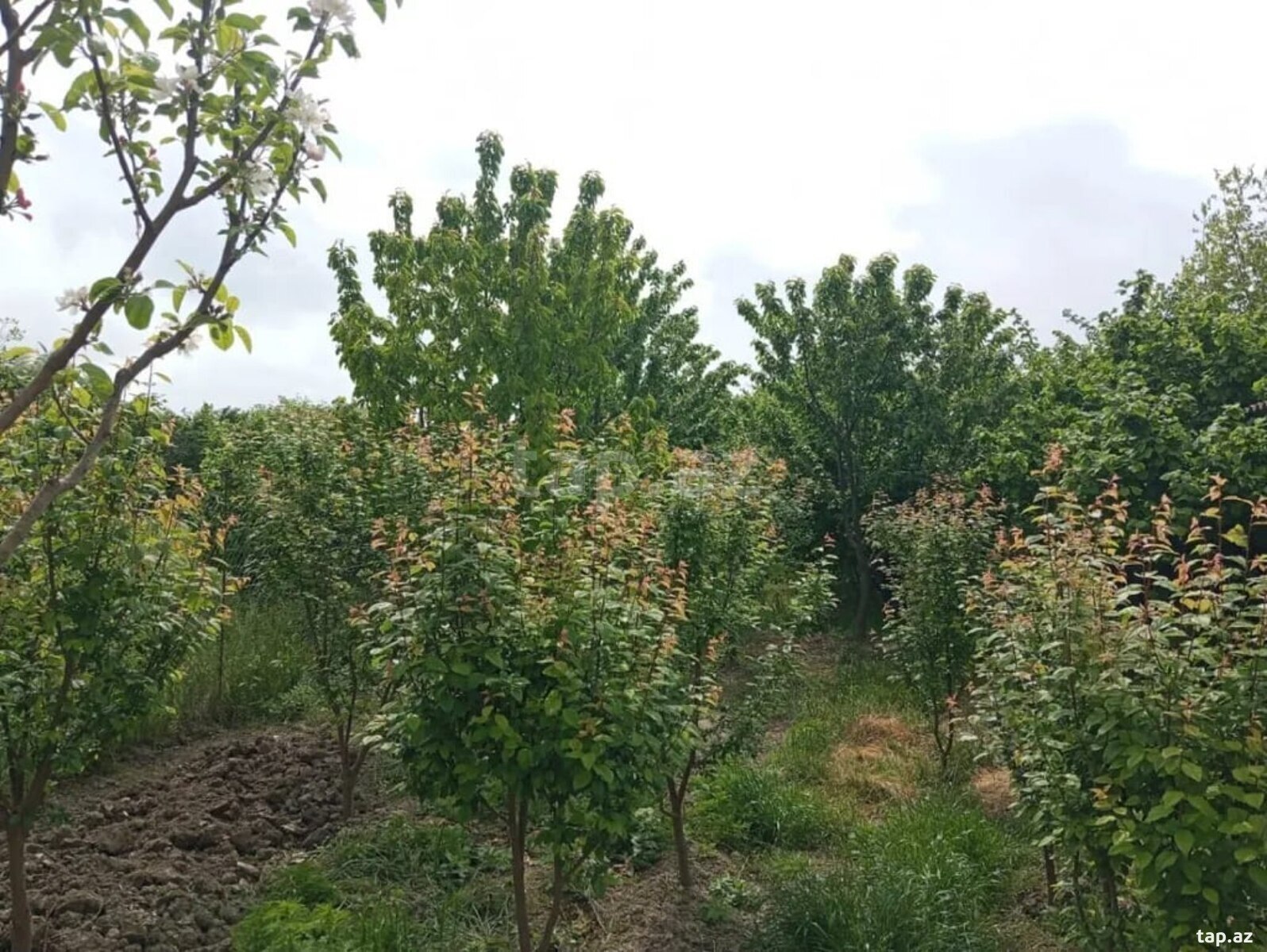 Həyət evi, Xaçmaz r, Müşfiq kəndi (9)