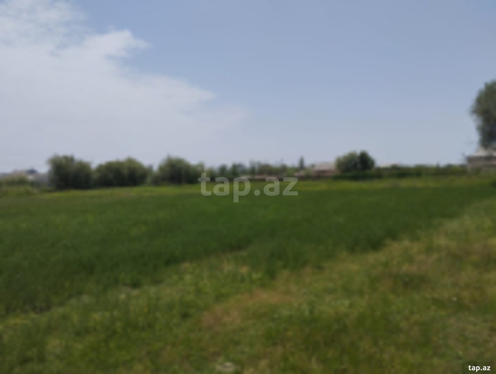 4000 sot torpaq sahəsi, Sabirabad r. (2)