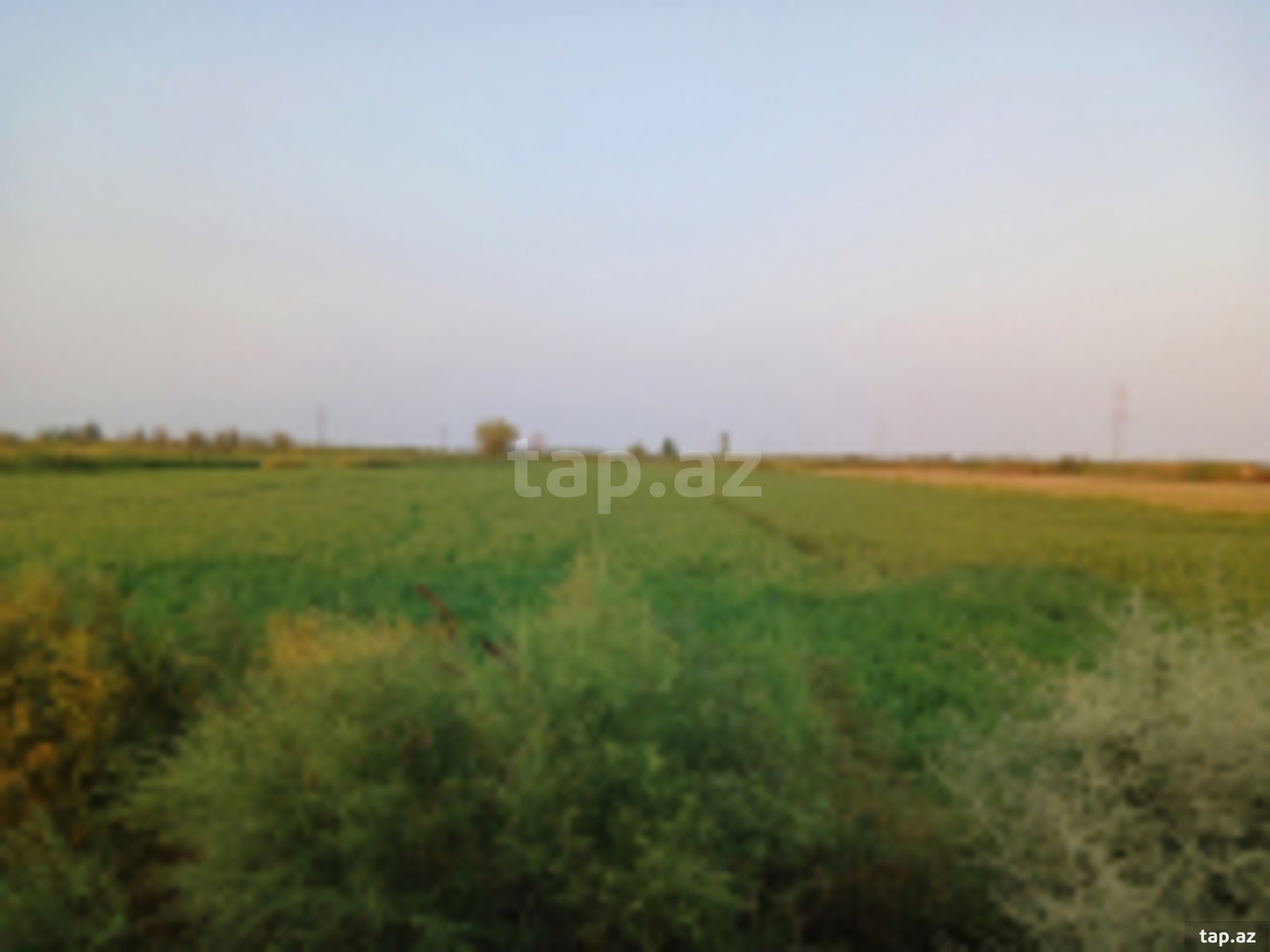 4000 sot torpaq sahəsi, Sabirabad r. (3)
