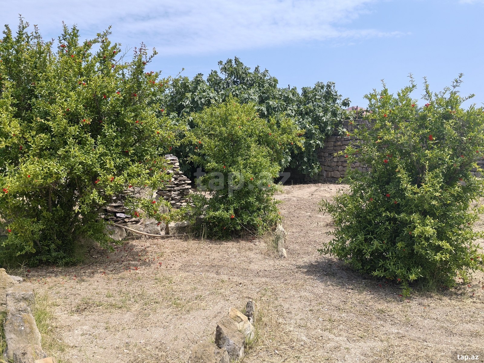 Bağ evi kirayə verilir, Nardaran qəs. (18)