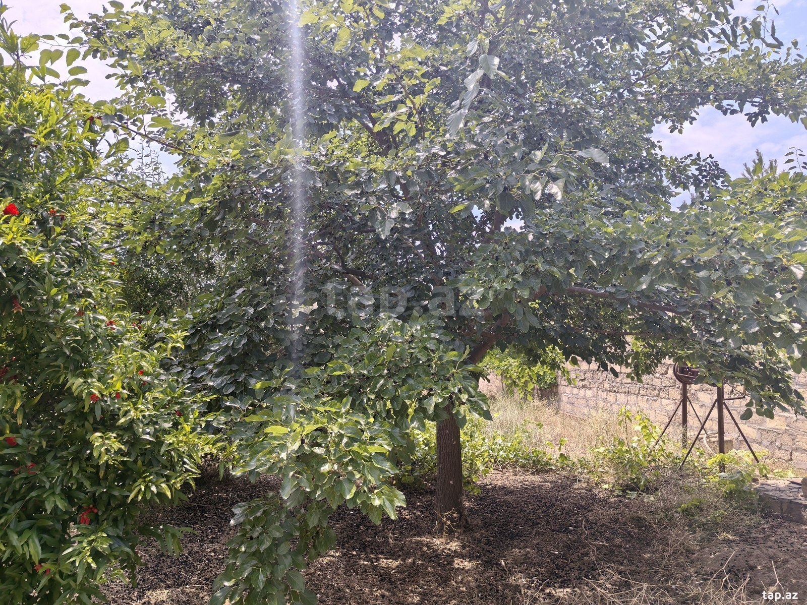 Bağ evi kirayə verilir, Nardaran qəs. (17)