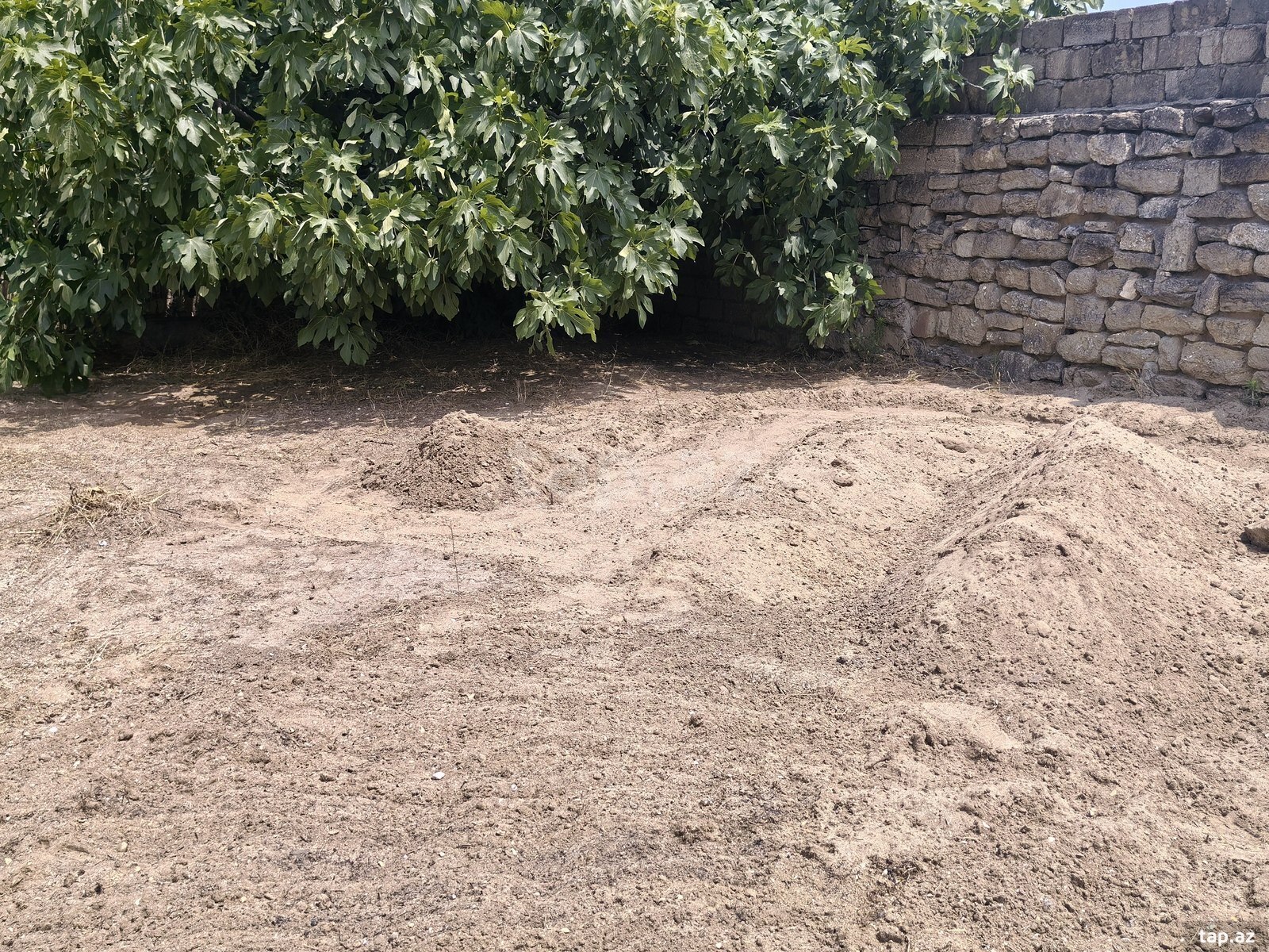 Bağ evi kirayə verilir, Nardaran qəs. (20)
