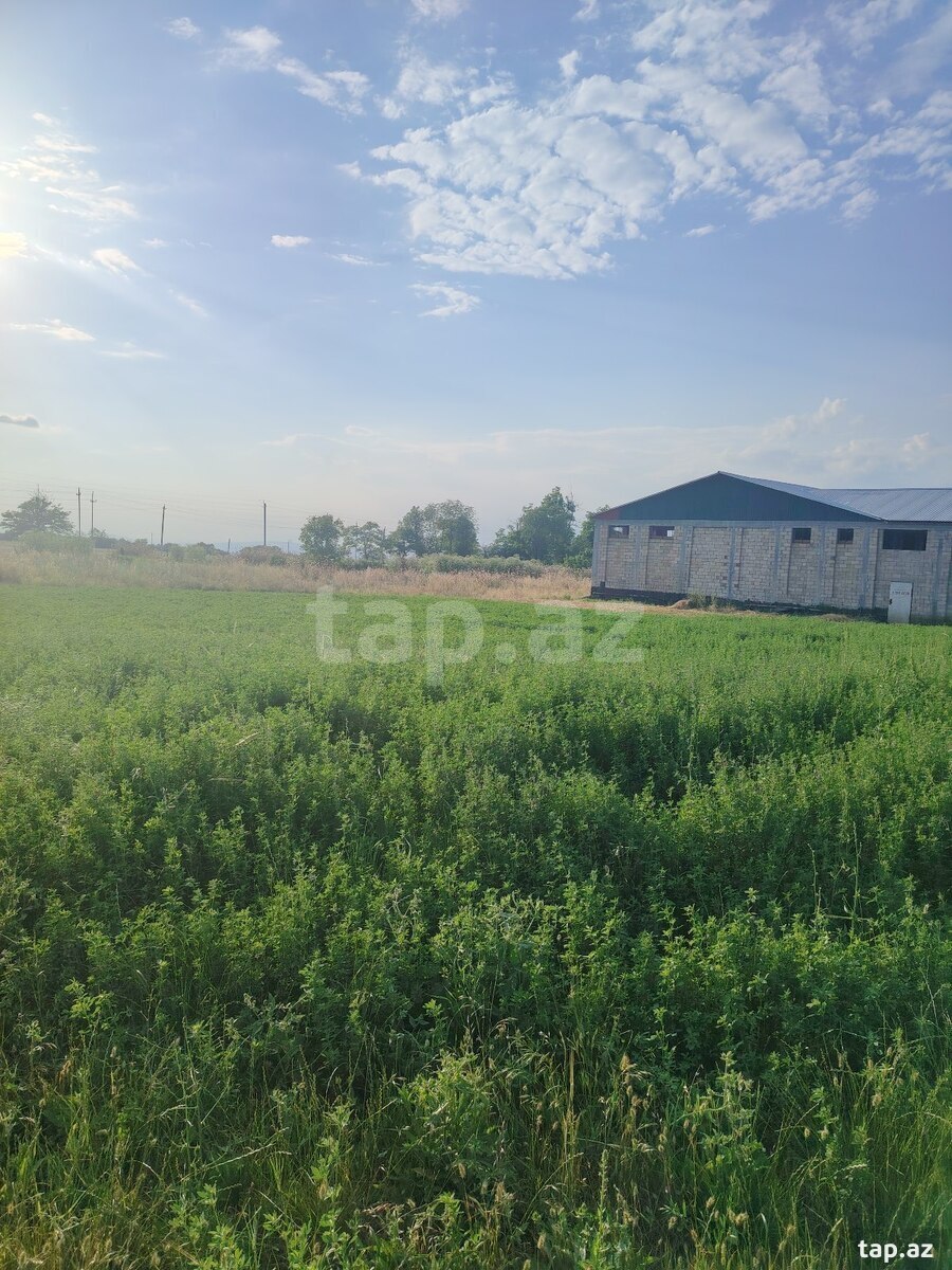 12 sot torpaq sahəsi, İsmayıllı r. (3)