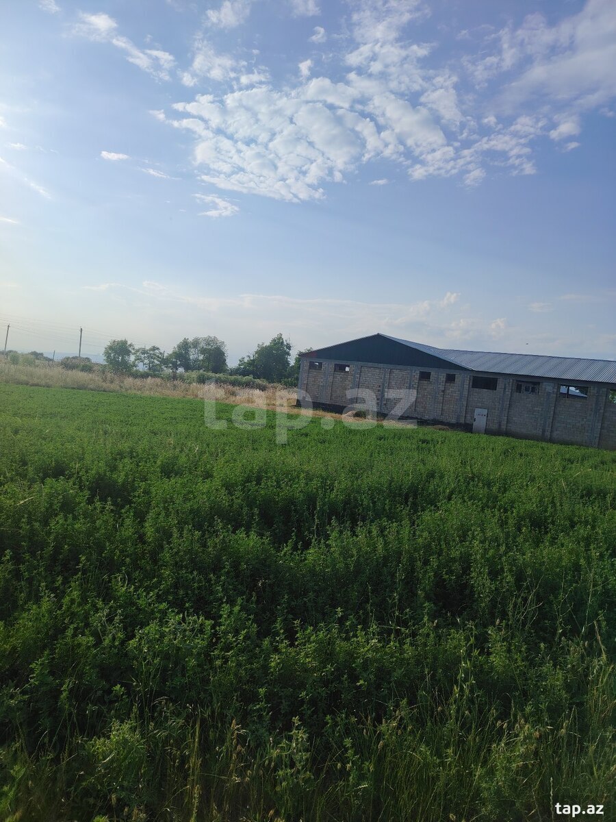 12 sot torpaq sahəsi, İsmayıllı r. (2)