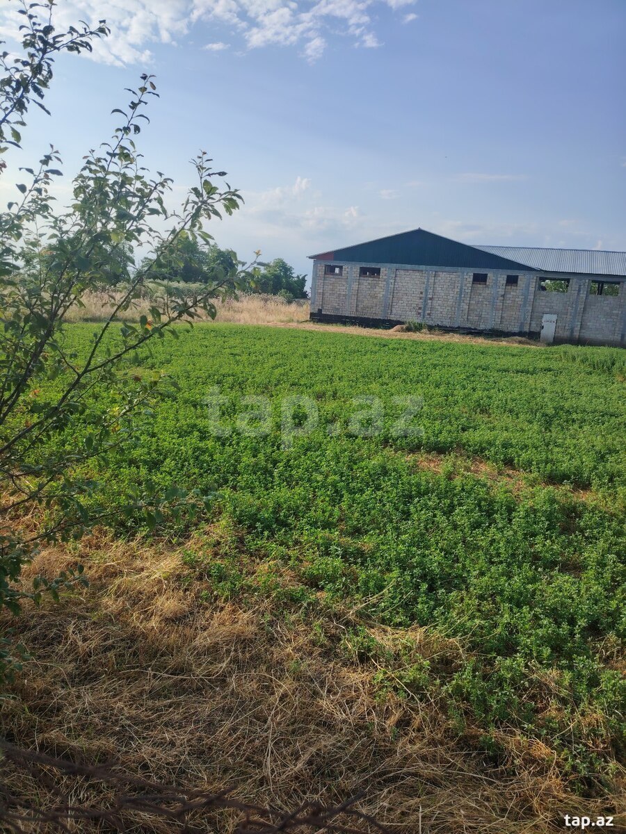 12 sot torpaq sahəsi, İsmayıllı r. (5)