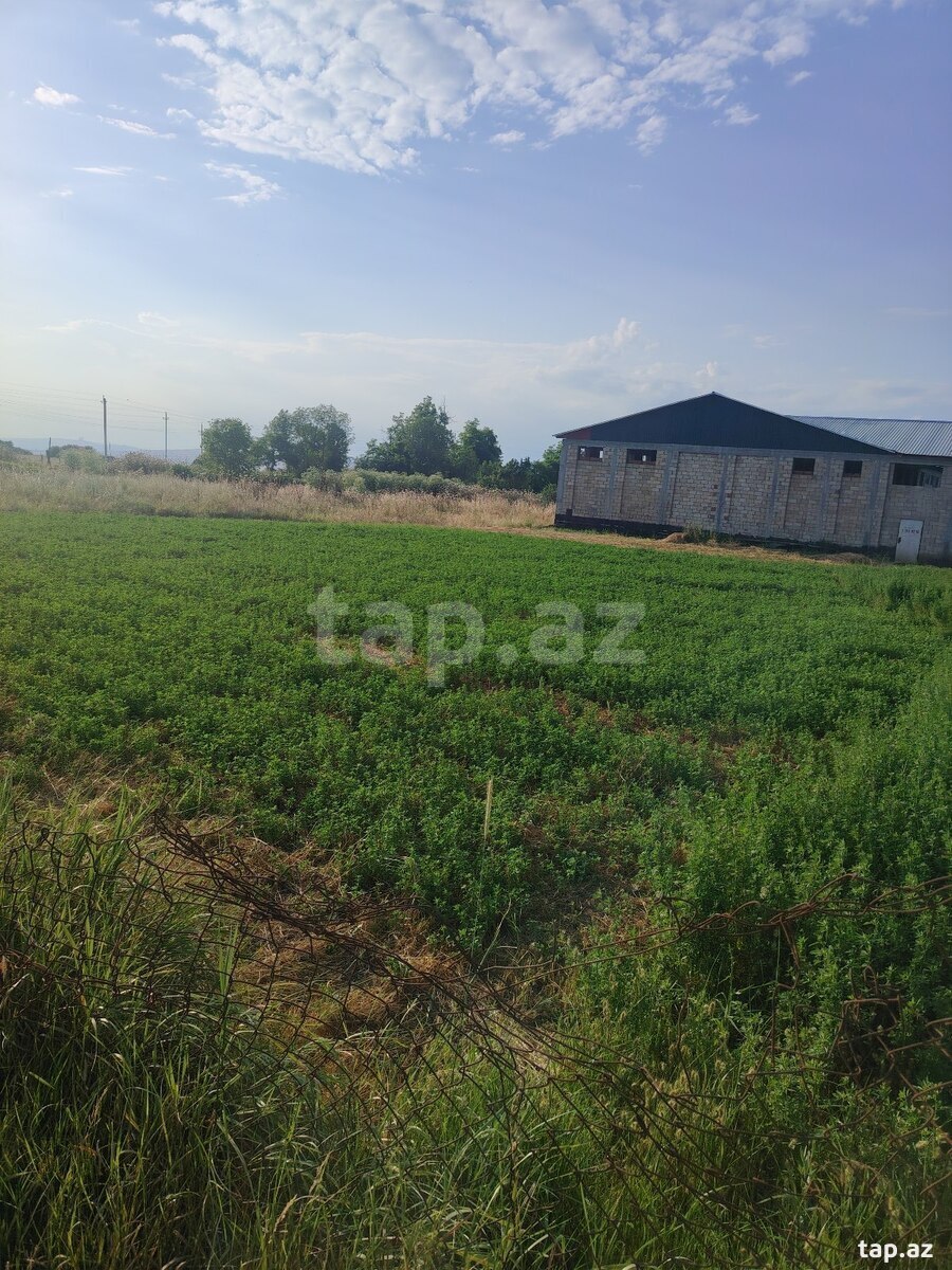 12 sot torpaq sahəsi, İsmayıllı r. (9)