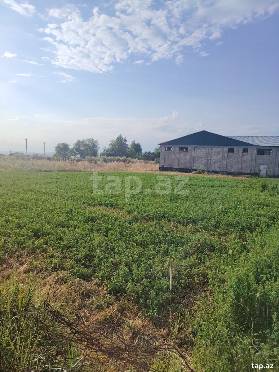 12 sot torpaq sahəsi, İsmayıllı r. (11)
