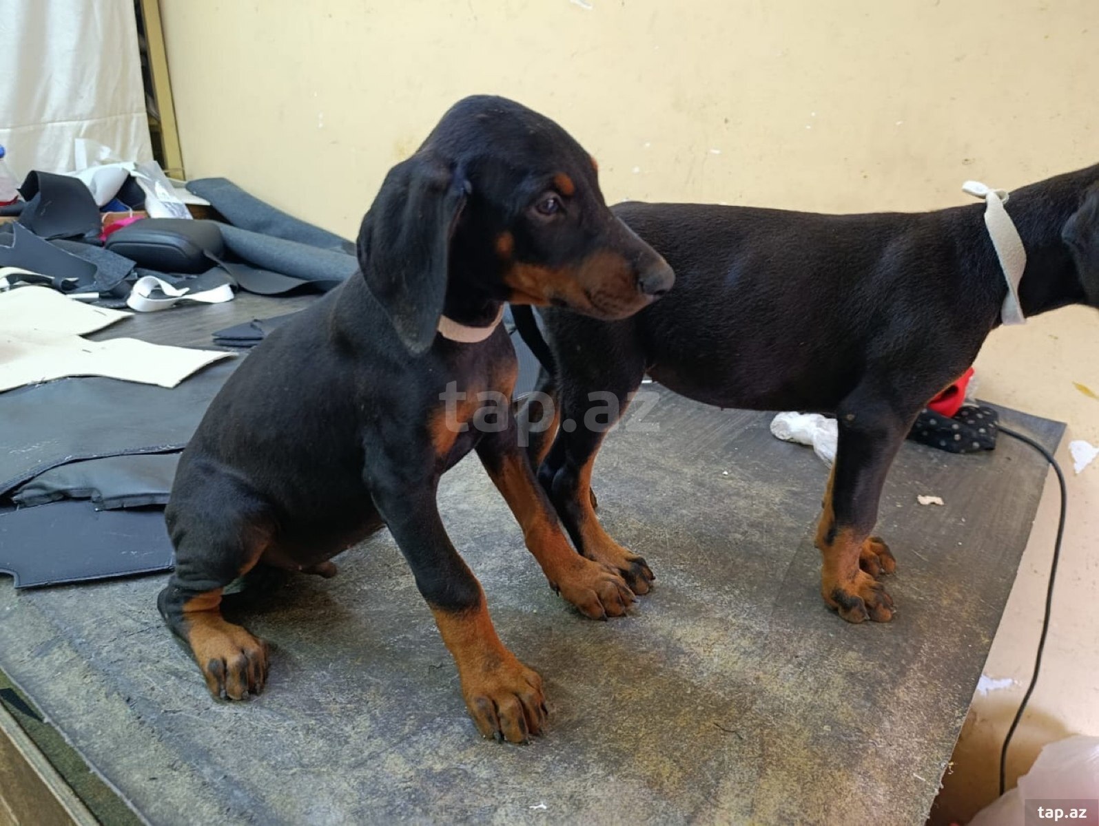 Doberman balaları (6)