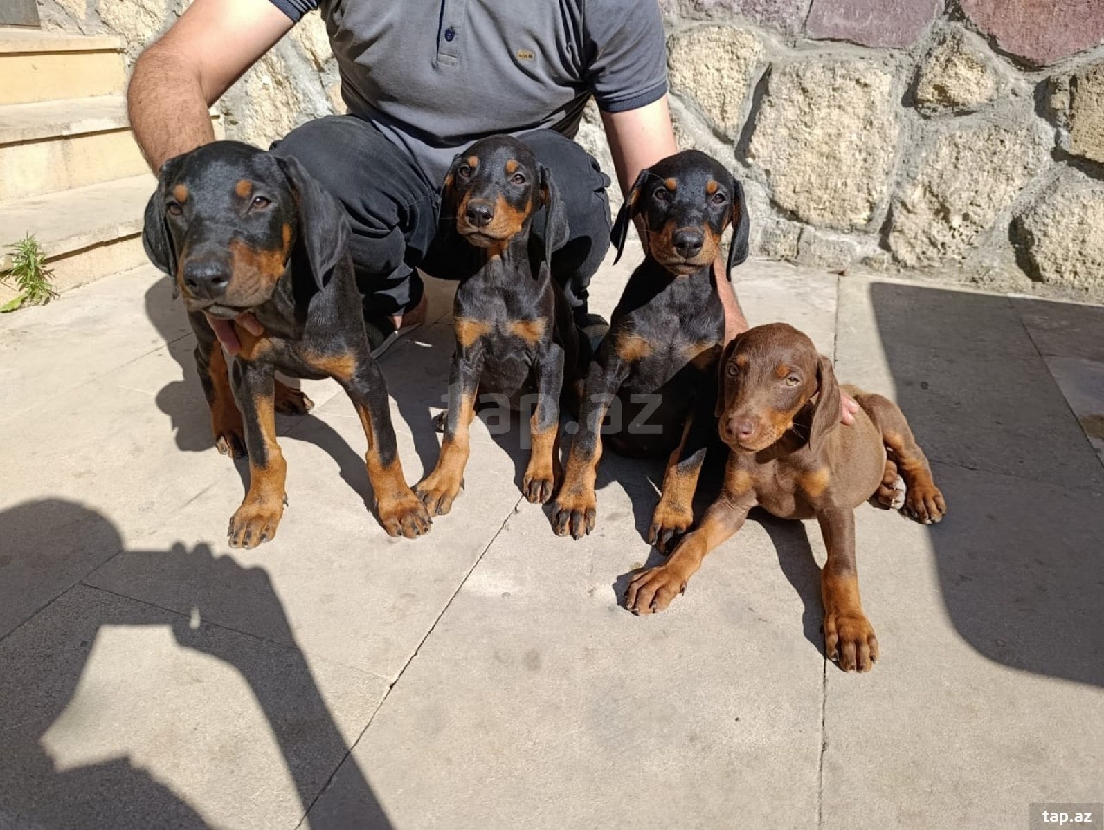 Doberman balaları (4)