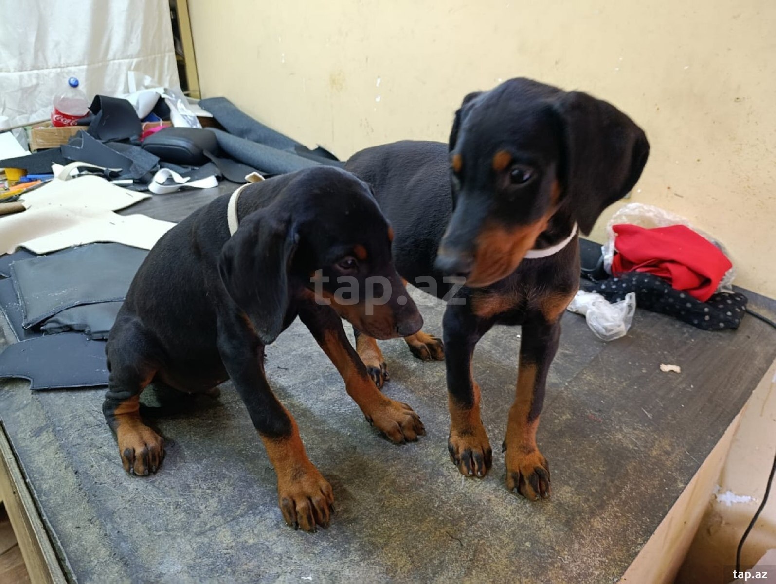 Doberman balaları