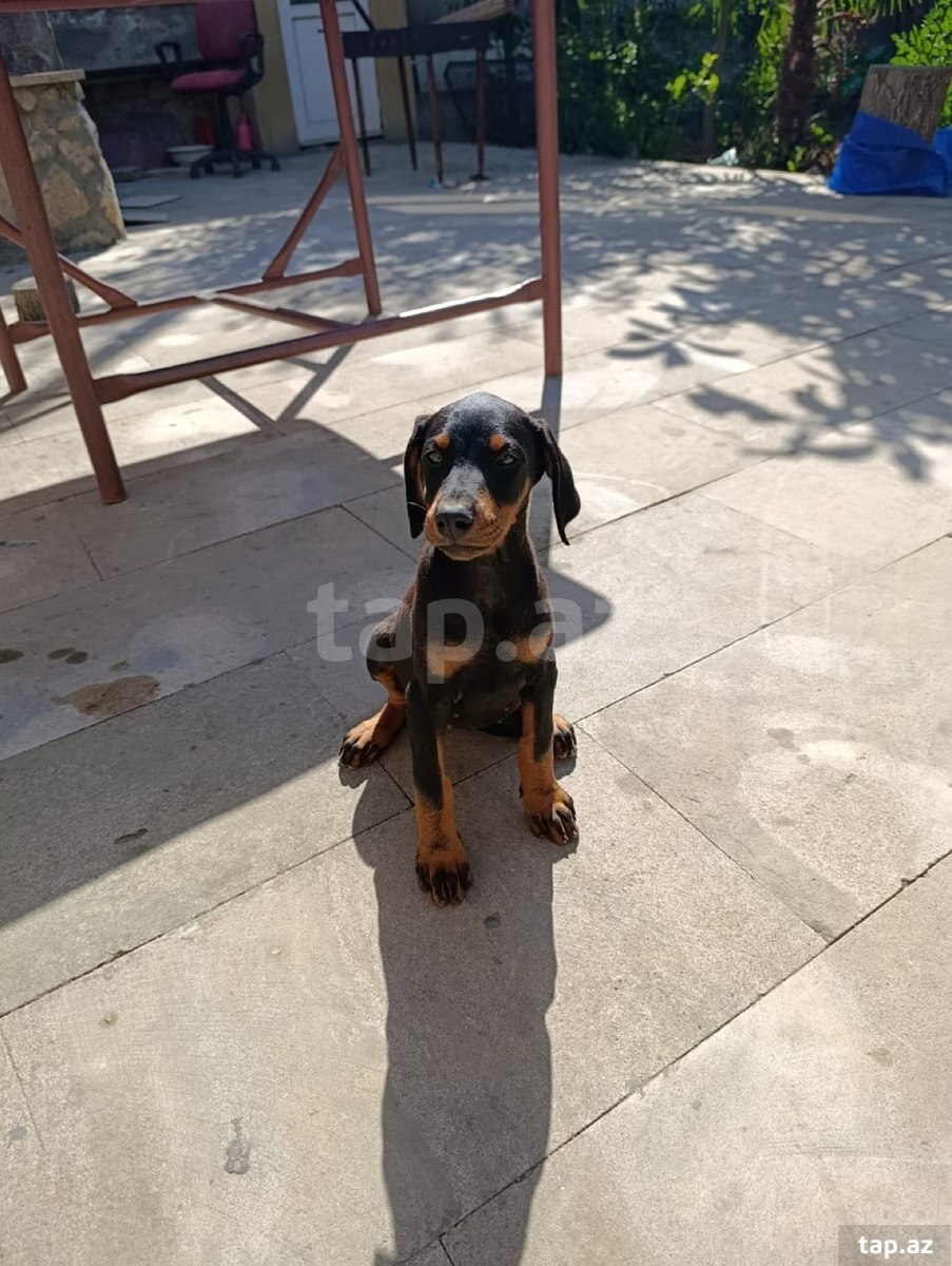 Doberman balaları (2)