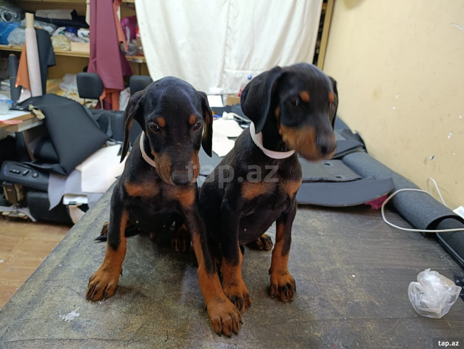 Doberman balaları (5)