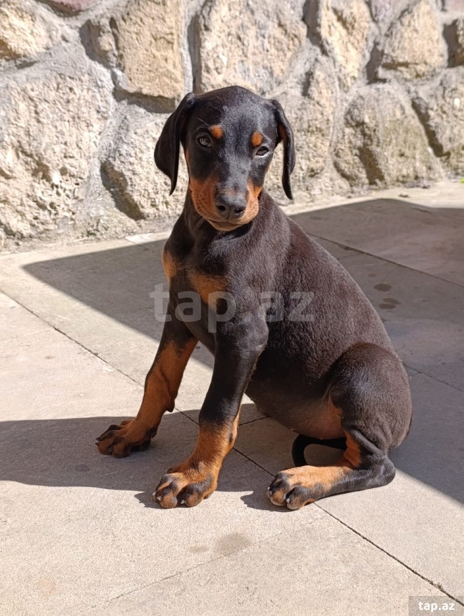 Doberman balaları (8)