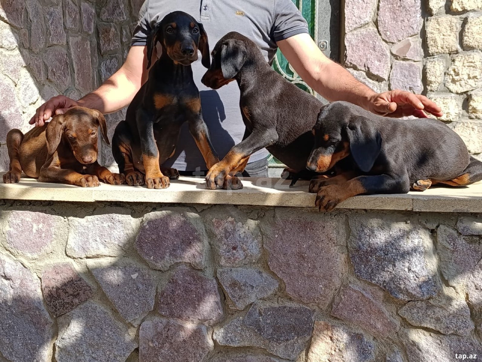 Doberman balaları (3)