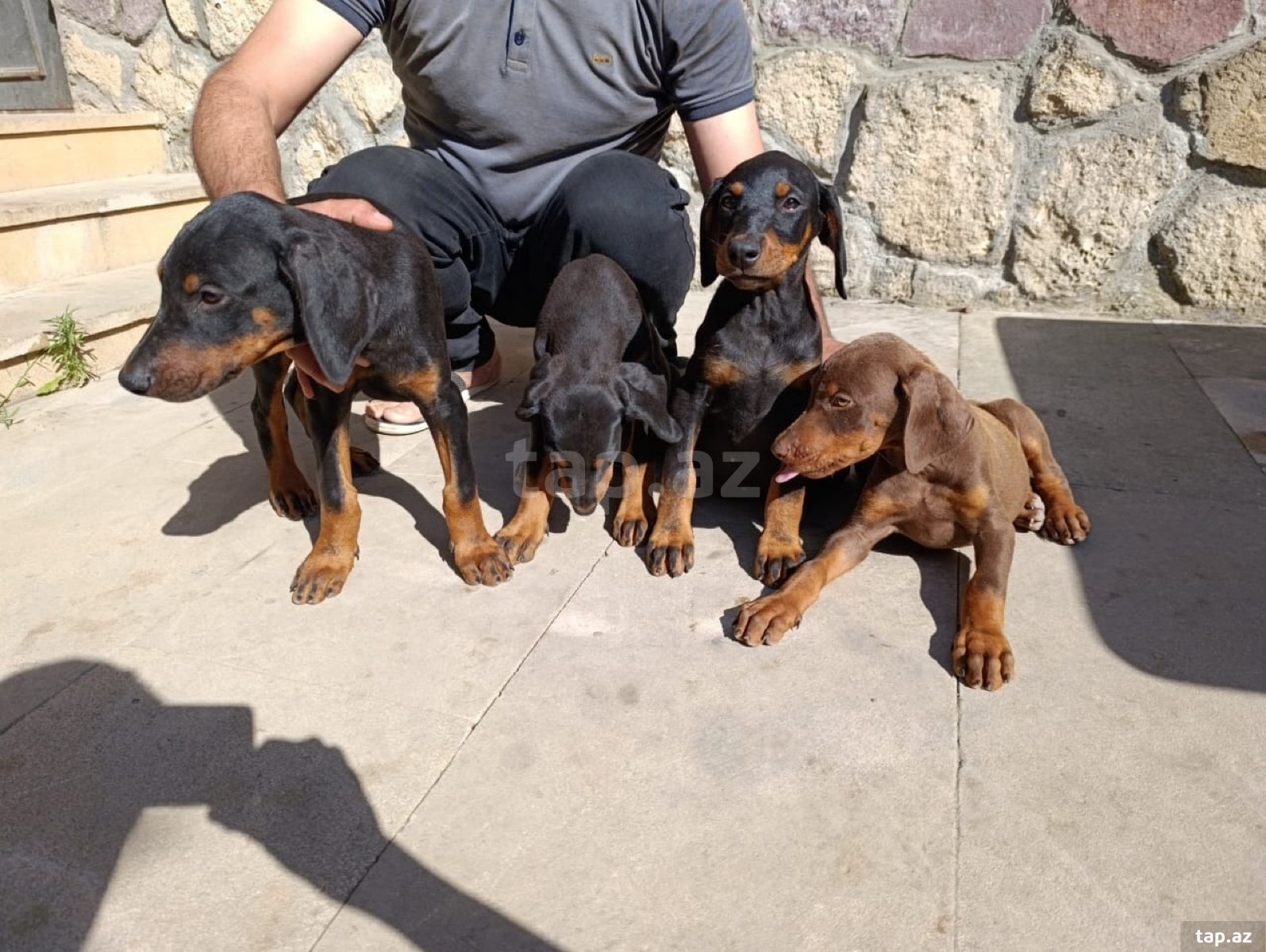 Doberman balaları (9)