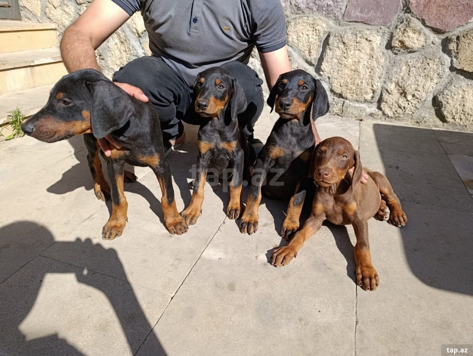 Doberman balaları (10)