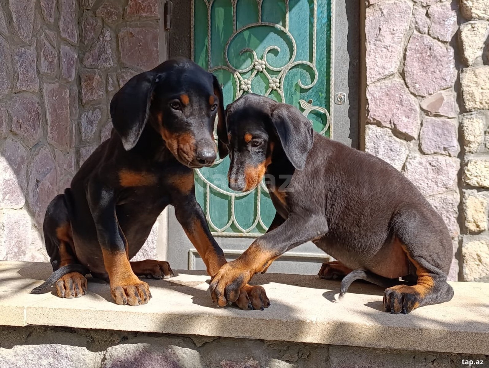 Doberman balaları (7)
