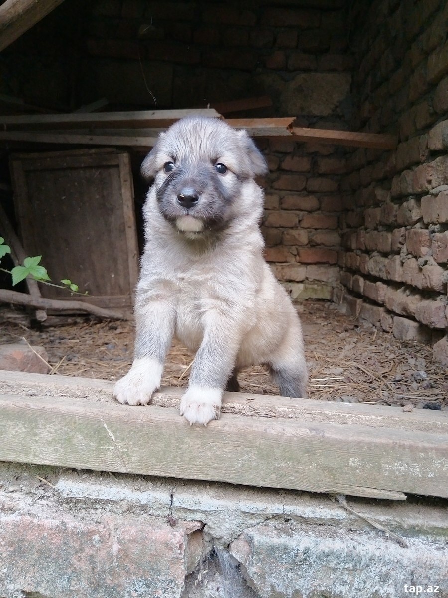 Həyət iti balası 