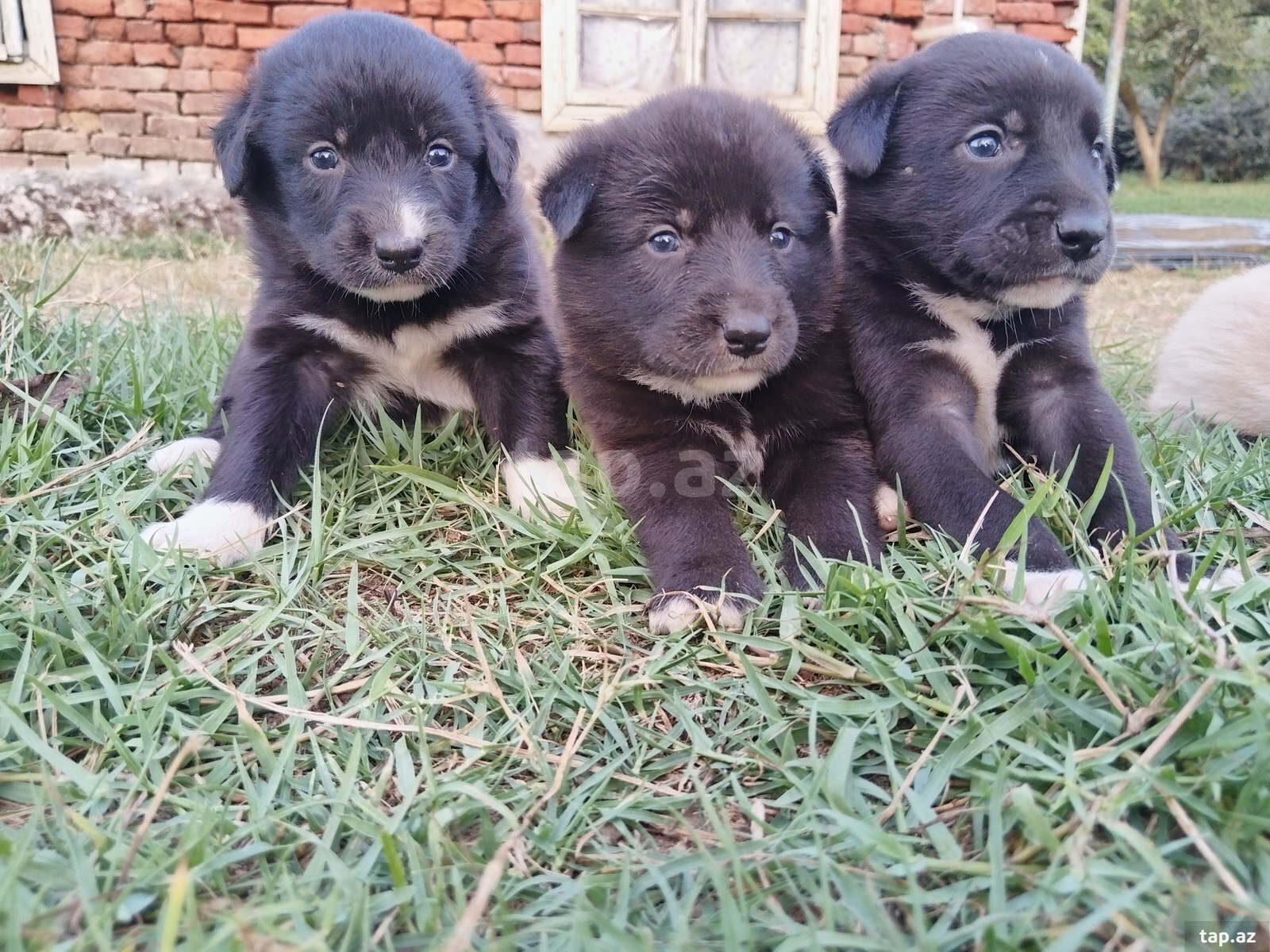 Həyət iti balası  (7)