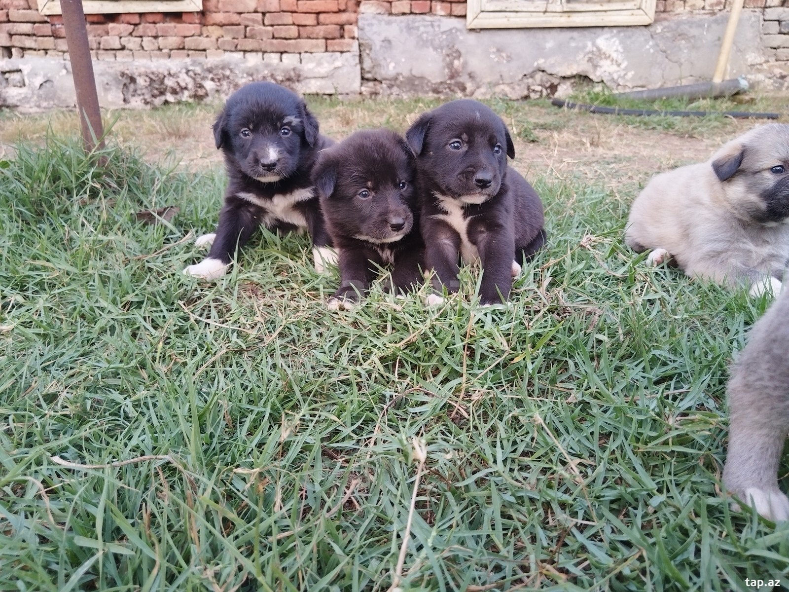 Həyət iti balası  (6)