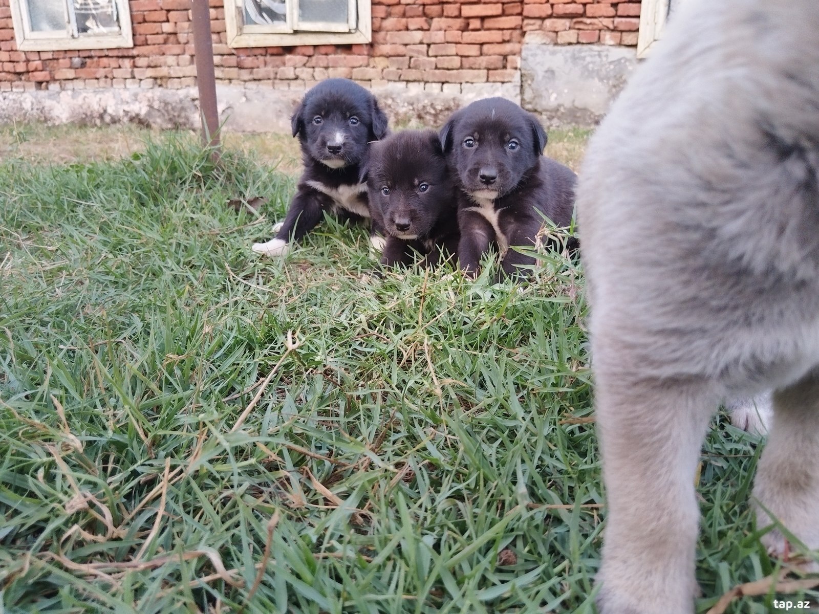Həyət iti balası  (5)