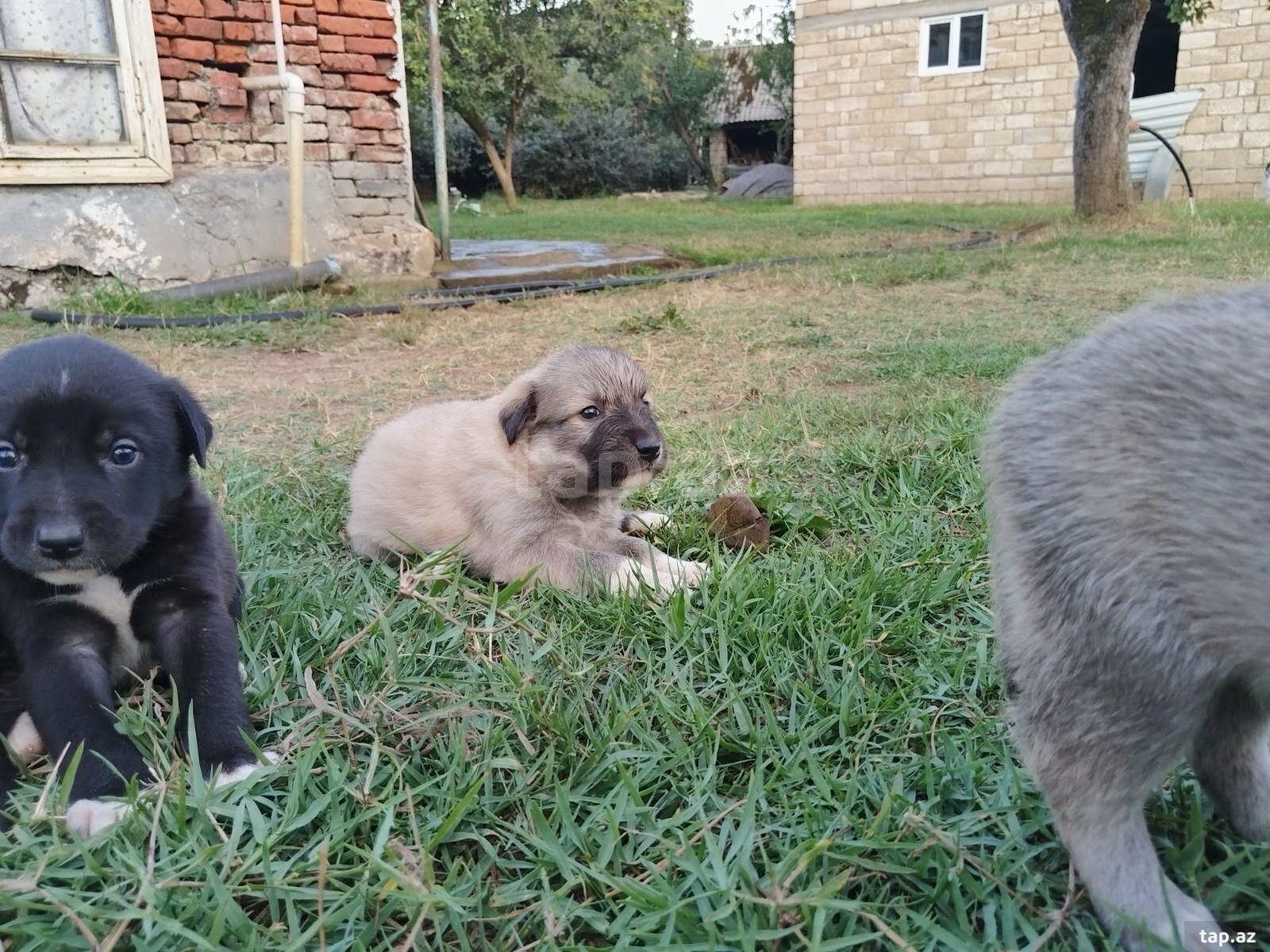 Həyət iti balası  (8)