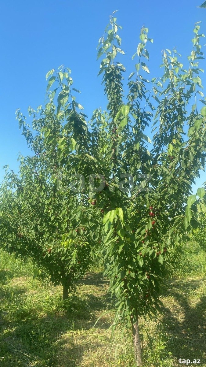 300 sot torpaq sahəsi, Quba r. (4)